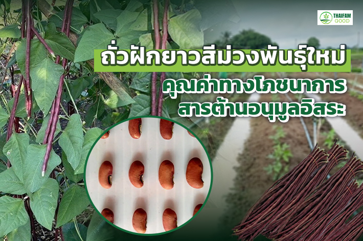 1.ถั่วฝักยาวสีม่วงพันธุ์ใหม่ คุณค่าทางโภชนาการสารต้านอนุมูลอิสระสูง