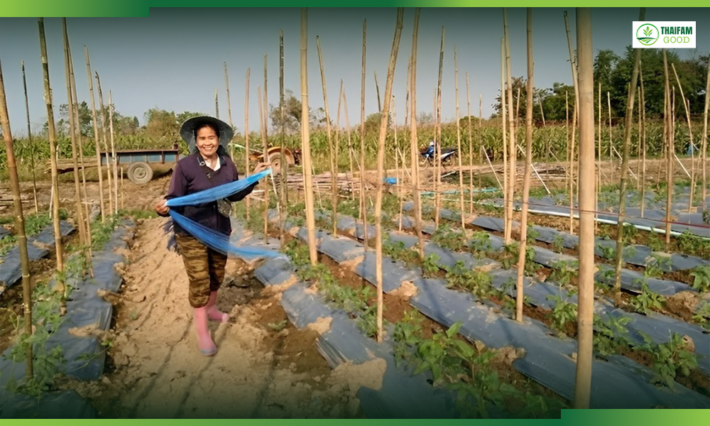 2.ถั่วฝักยาวสีม่วงพันธุ์ใหม่ คุณค่าทางโภชนาการสารต้านอนุมูลอิสระสูง