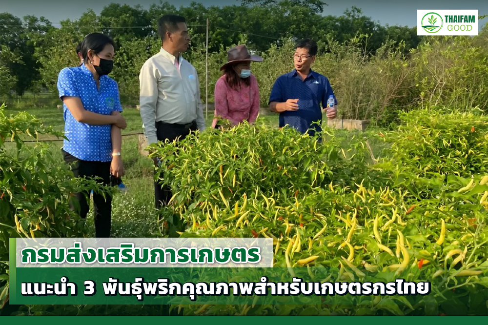 1. แนะนำ 3 พันธุ์พริกคุณภาพสำหรับเกษตรกรไทย