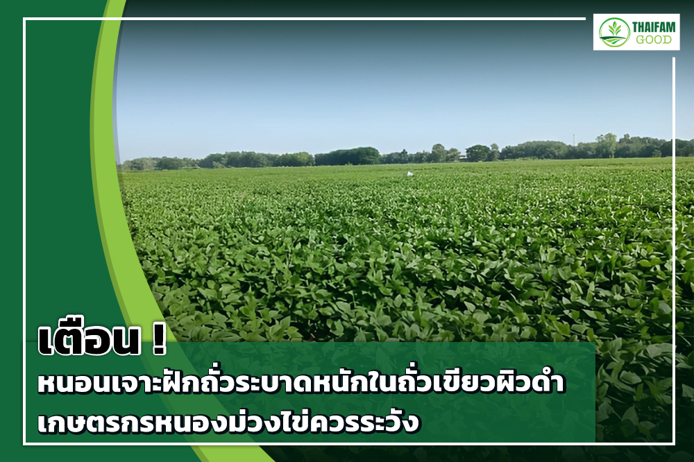 1.หนอนเจาะฝักถั่วระบาดหนัก